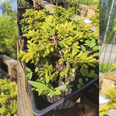 Можжевельник скальный Лайм Глоу, 2 года